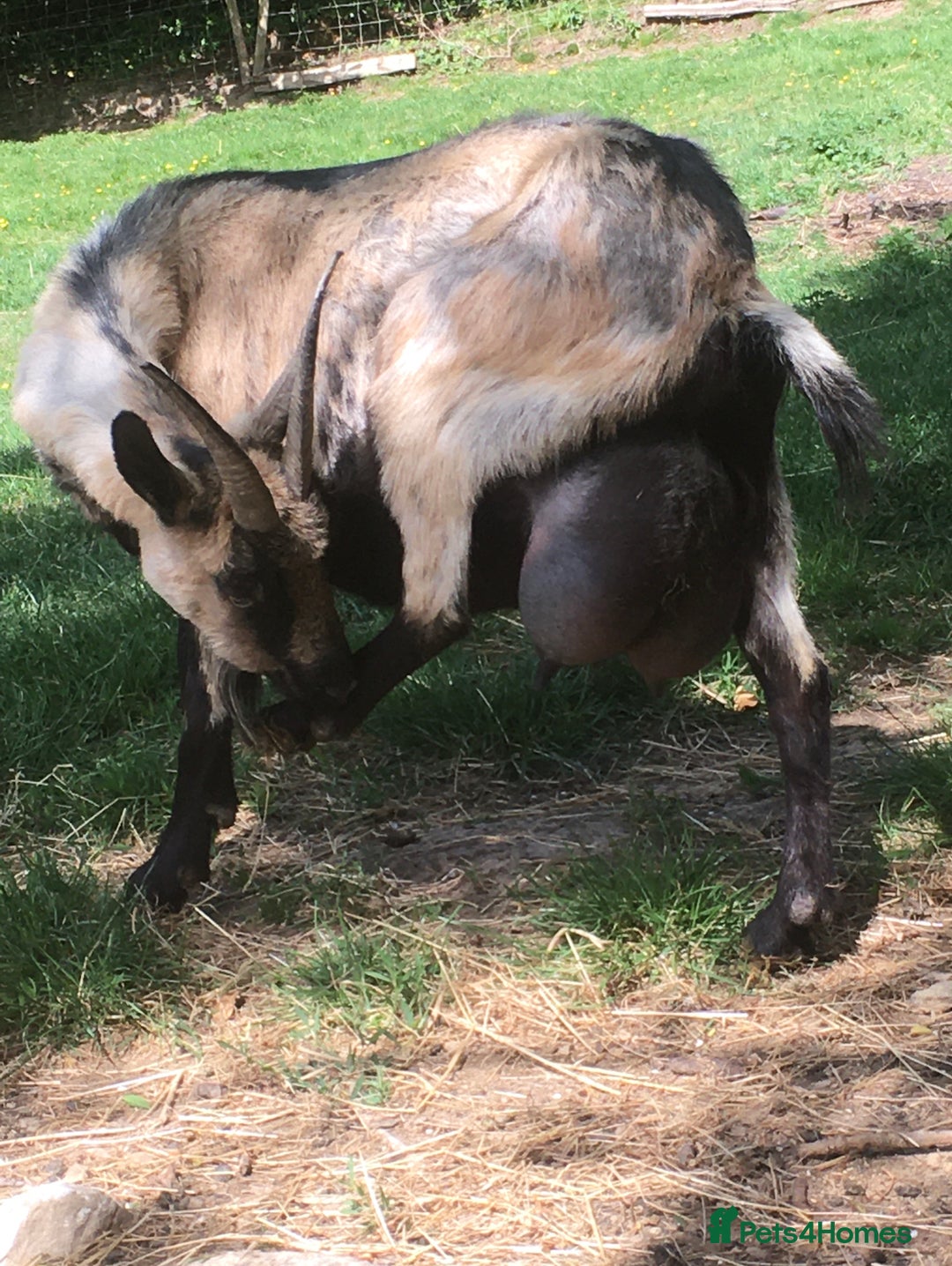Goats livestock for sale: Three female English goats for £650 - Image 4
