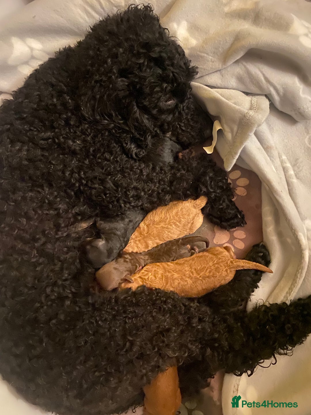 Miniature Poodle dogs for sale: Beautiful Miniature/Toy poodles  - Image 14