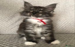 Maine Coon cats for sale: MaineCoon Kittens Black Smoke 1 Boy & 2 Girls - Image 15