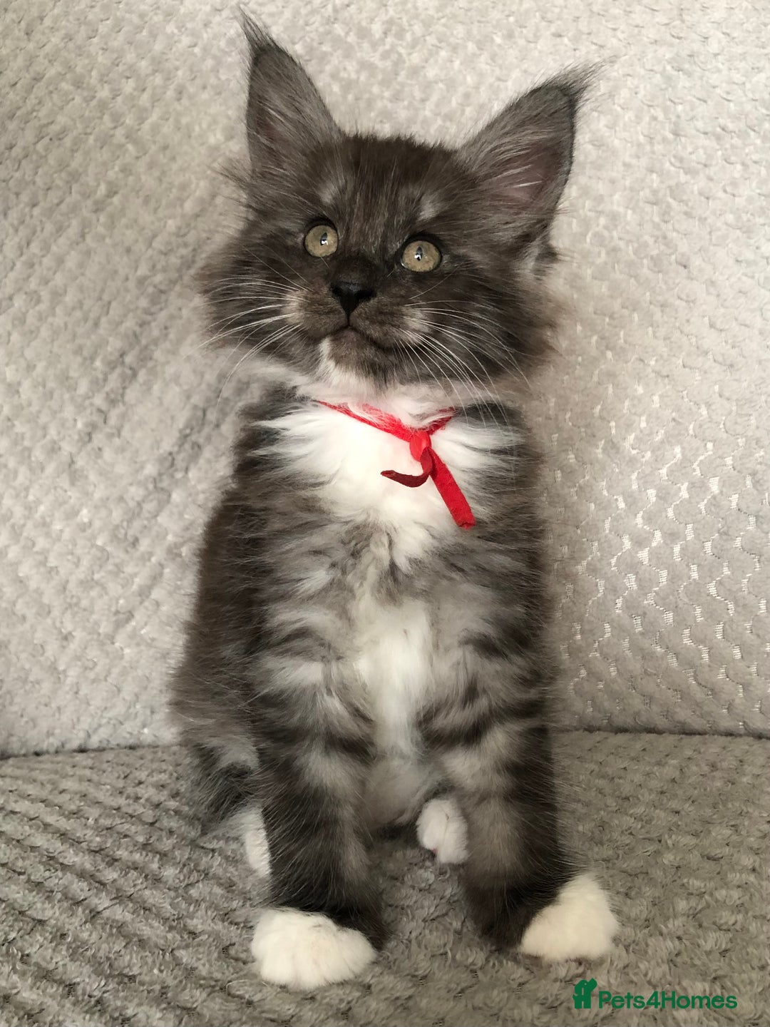 Maine Coon cats for sale: MaineCoon Kittens Black Smoke 1 Boy & 2 Girls - Image 15