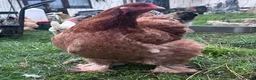 Chickens poultry for sale: Brahma hens  - Advert 1