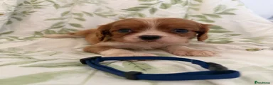 Cavalier King Charles Spaniel 1