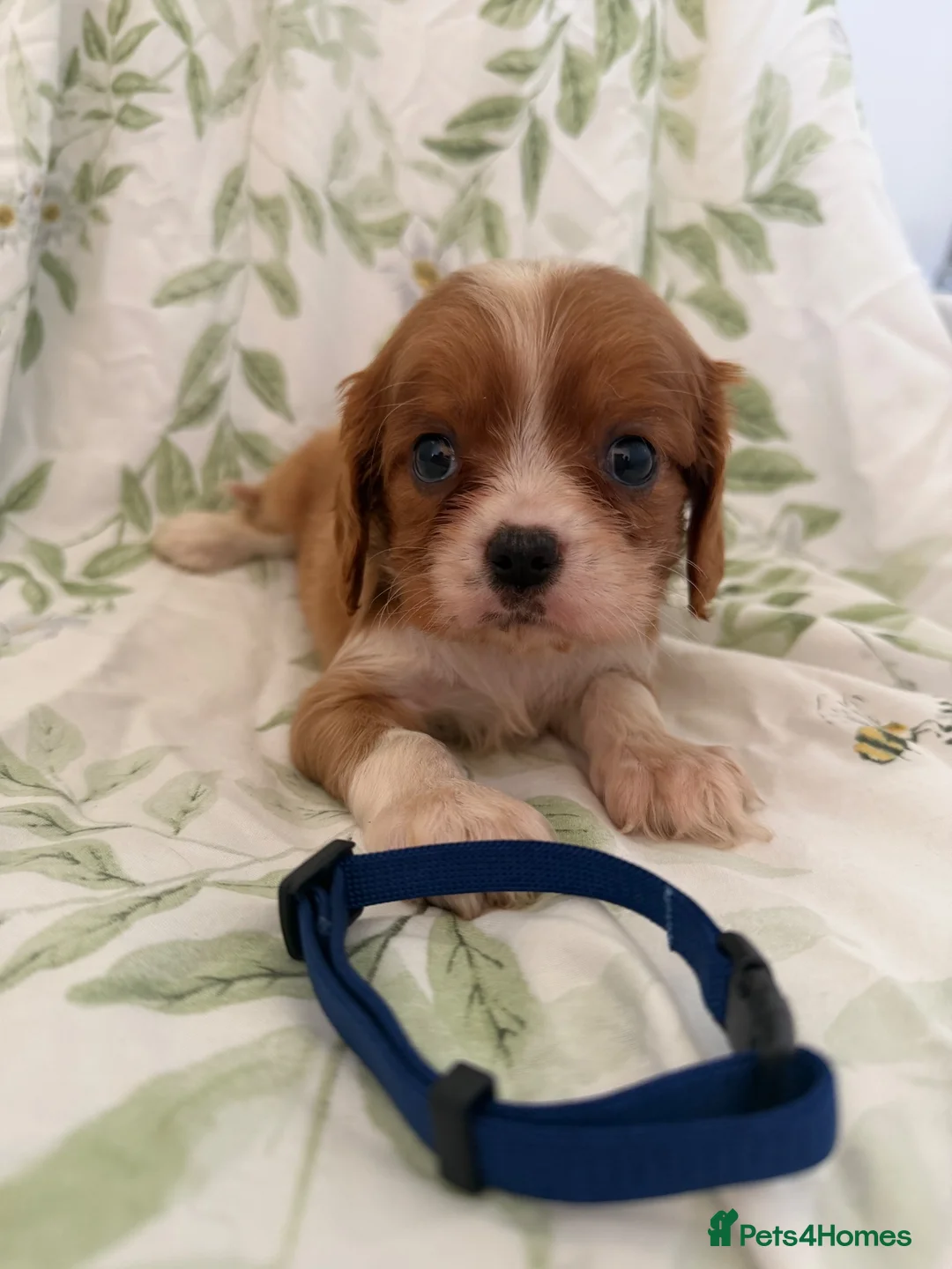 Cavalier King Charles Spaniel dogs for sale: Stunning litter cavalier King Charles  - Advert 12
