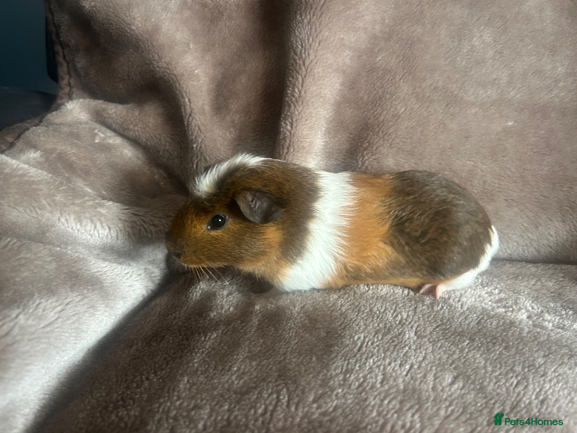 Guinea Pig rodents for sale: ONE MALE LEFT!  - Advert 3