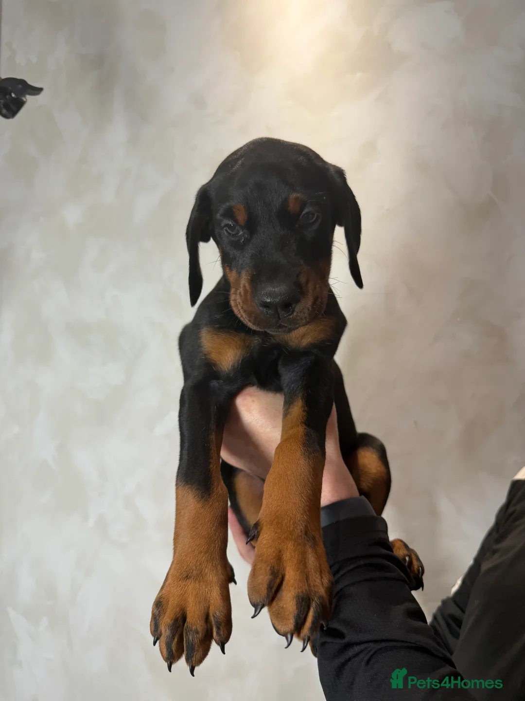 Dobermann dogs for sale: Ready to leave 6th of March  in Reading - Advert 7