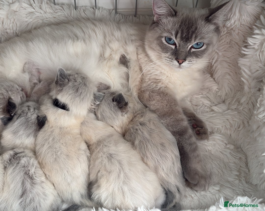 Ragdoll cats for sale: ☁️ 5 beautiful purebred ragdoll kittens☁️ - Advert 8