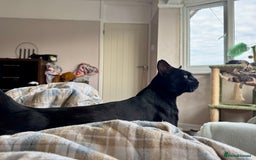 Bengal cats for sale: 4 pure bangal and 5 bengal x kittens - Image 30