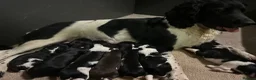 English Springer Spaniel dogs for sale: Beautiful Springer Spaniel Puppies for sale in Honiton - Advert 3