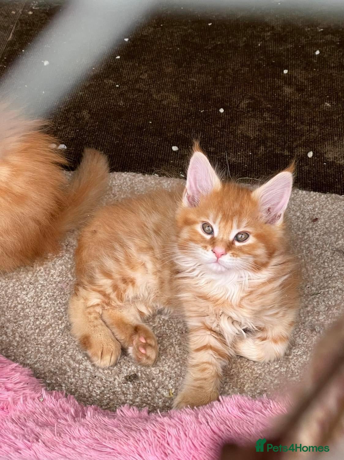 Maine Coon cats Maine Coon GCCF Registered - Advert 2
