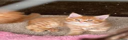 Maine Coon cats for sale: Maine Coon GCCF Registered - Advert 1