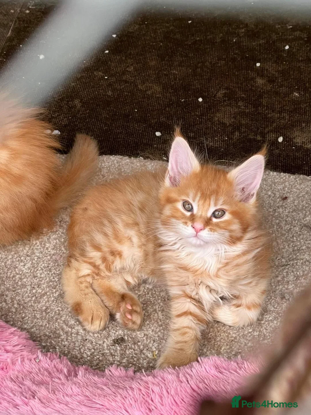 Maine Coon cats for sale: Maine Coon GCCF Registered - Advert 1
