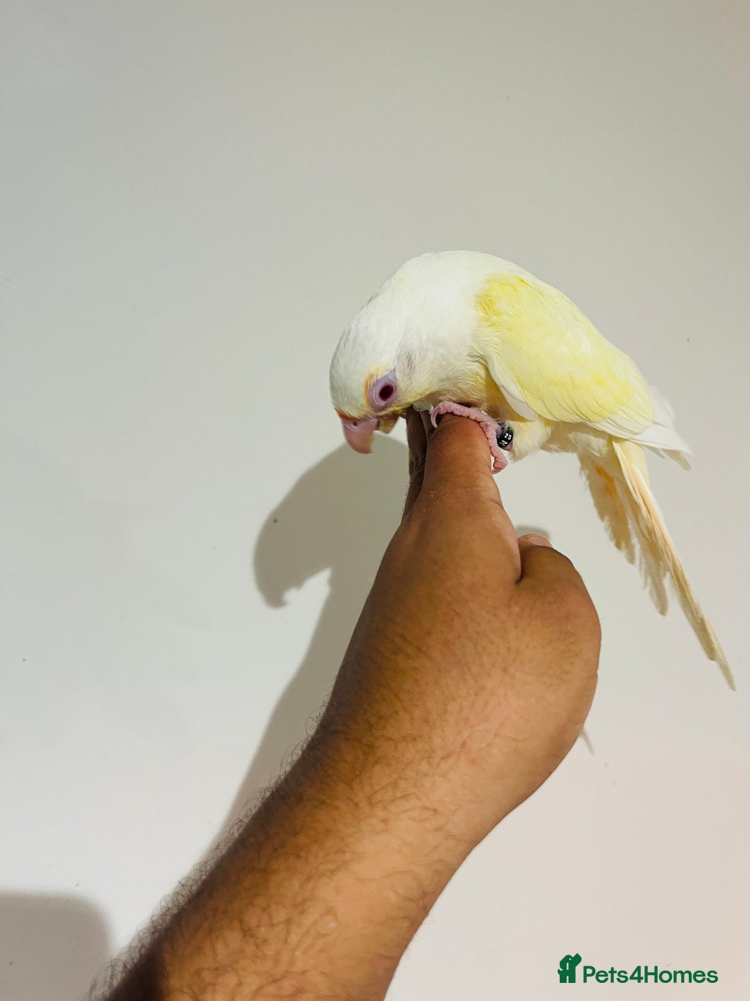 Conures birds for sale: Hand reared conures for sale - Image 21