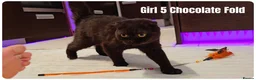 Scottish Fold cats for sale: 🐾 Beautiful Scottish Fold & British Shorthair - Advert 28