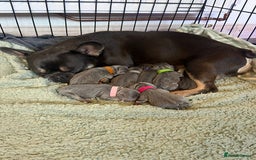 French Bulldog dogs for sale: French bulldog puppies  - Advert 1