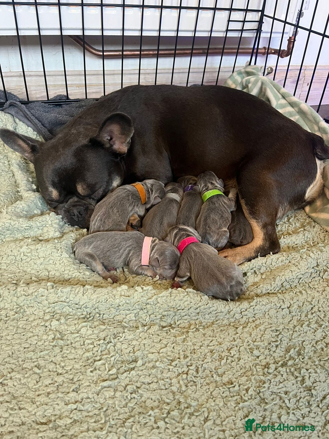 French Bulldog dogs for sale: French bulldog puppies  - Advert 1