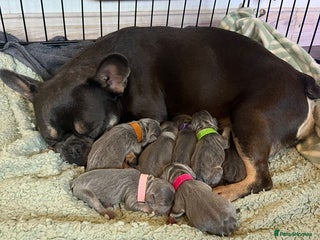 French Bulldog dogs for sale: French bulldog puppies - Advert 1