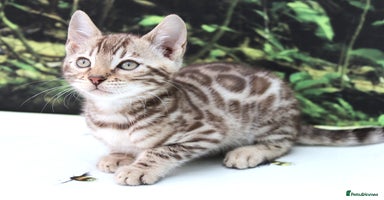 Bengal cats - Advert 1