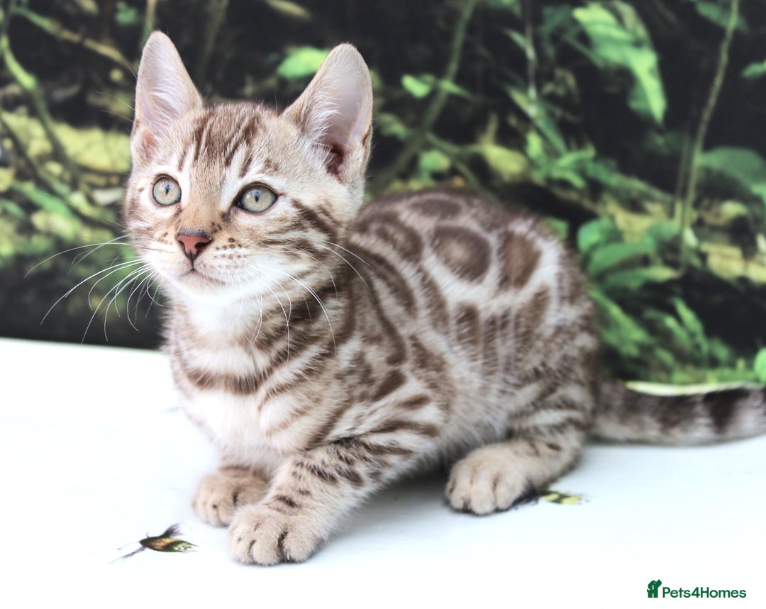 Bengal cats for sale: CUTE SNOW & BROWN BENGAL KITTENS (TICA REG) - Image 2
