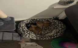 Mixed Breed cats for sale: 4 Ginger 2 Male 2 Female  - Image 7