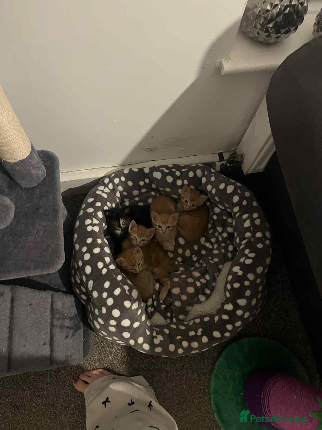 Mixed Breed cats for sale: 4 Ginger 2 Male 2 Female  - Image 7