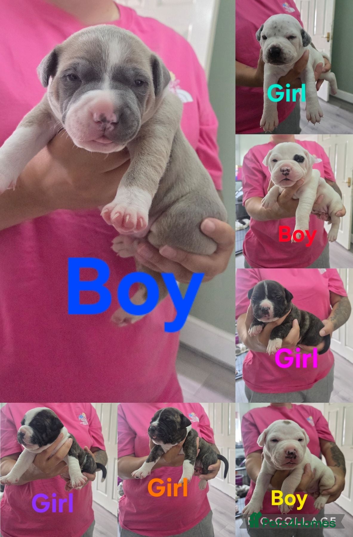 Mixed Breed dogs American bulldog x staffy  - Advert 12