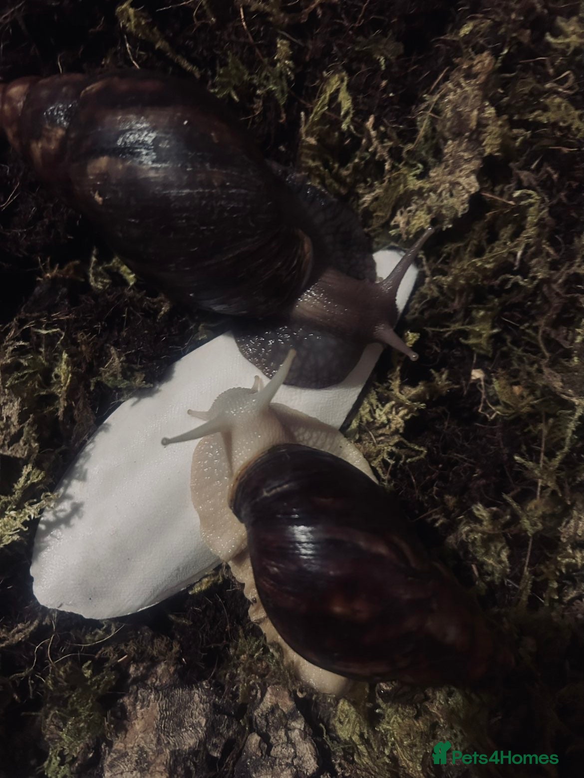 Snails invertebrates Two African land snails  - Advert 1
