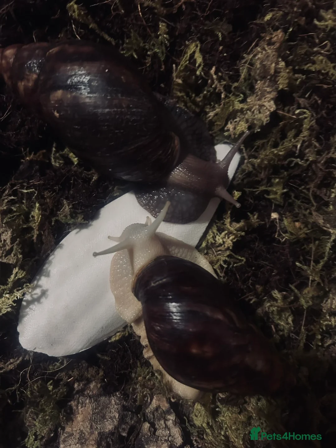 Snails invertebrates for sale: Two African land snails  in Leek - Advert 1