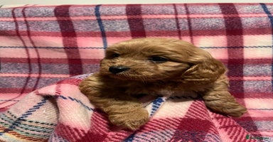 Cavapoo dogs beautiful ruby red F1 cavapoos ❤️ - Advert 9