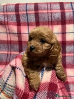 Cavapoo dogs beautiful ruby red F1 cavapoos ❤️ - Advert 7