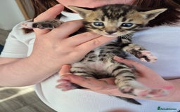 Bengal cats for sale: 2 Stunning Half Bengal Kittens - Image 5