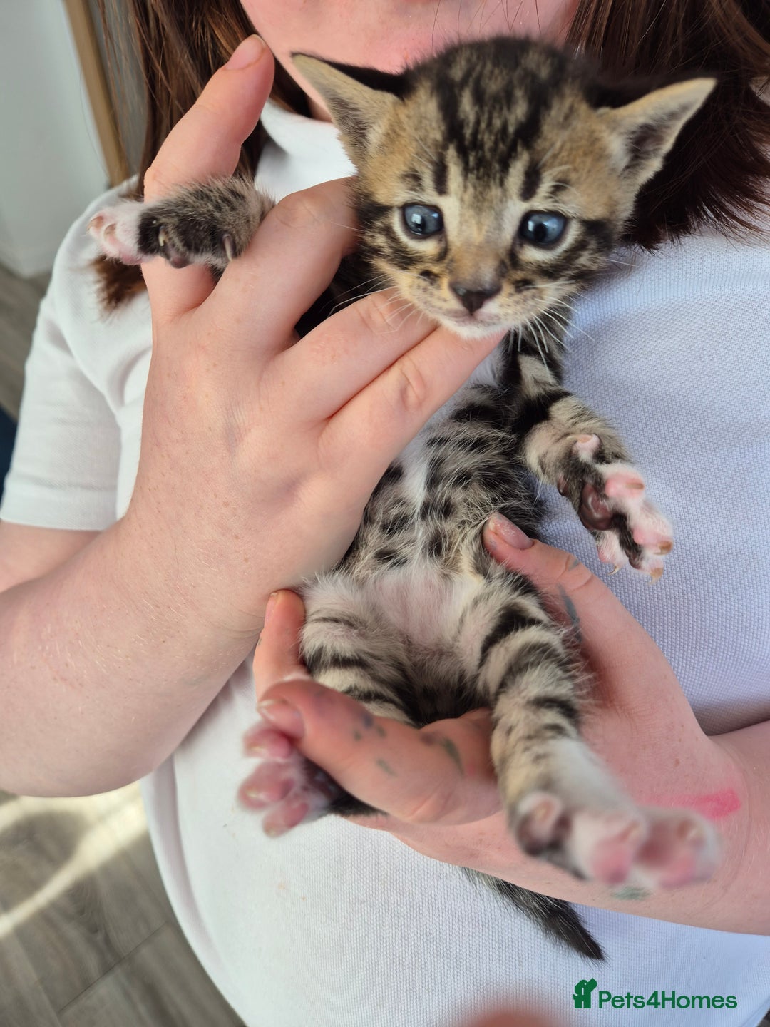Bengal cats for sale: 2 Stunning Half Bengal Kittens - Image 5