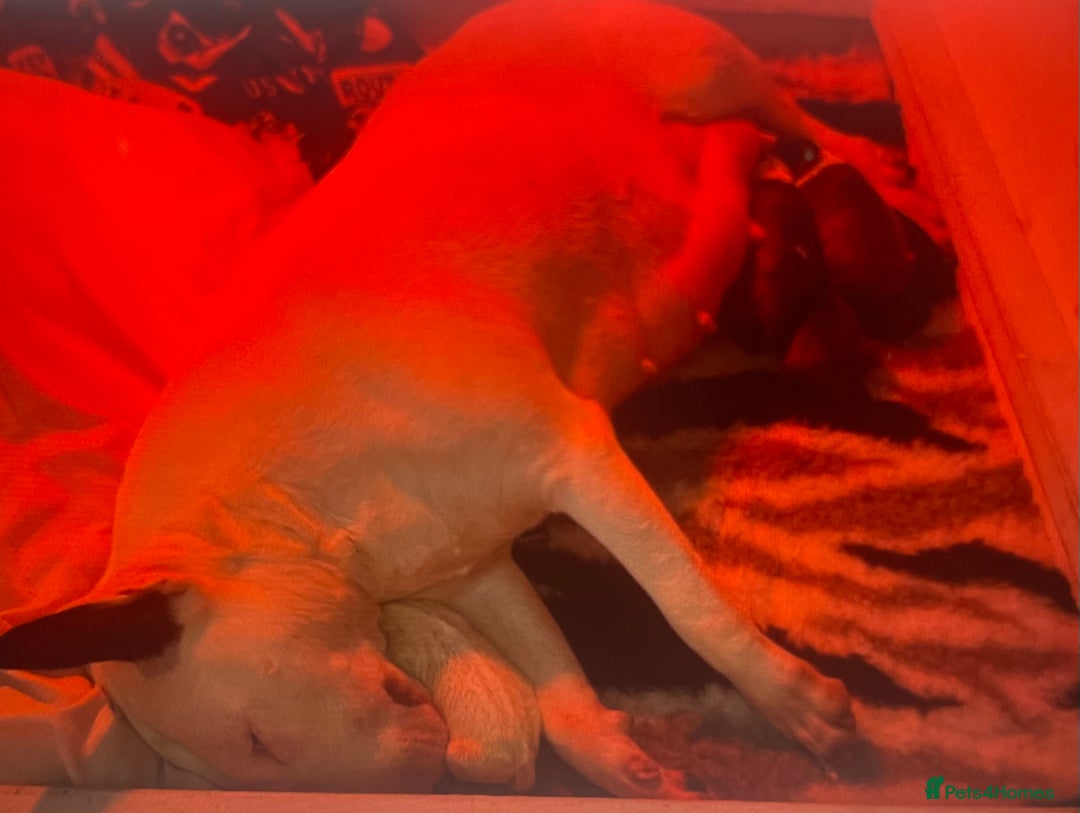 English Bull Terrier dogs for sale: Puppies Available  - Image 8