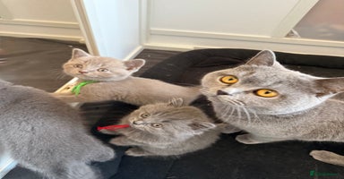 British Shorthair cats - Advert 1