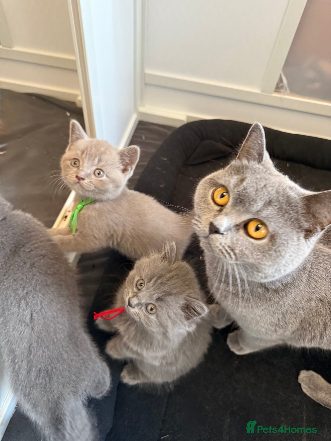 British Shorthair cats for sale: Beautiful British short haired /British long hair  - Image 2