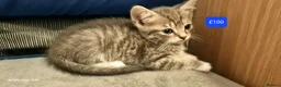 Mixed Breed cats for sale: Beautiful Mixed Breed Kittens - Advert 4