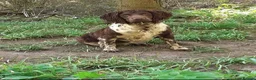 English Springer Spaniel dogs for sale: KC Registered Springer Spaniel Puppies - Advert 8