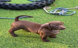 Dachshund dogs for sale: Min dachshund x teckel ( standered dachshund) - Image 21