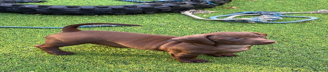 Dachshund Puppy 4