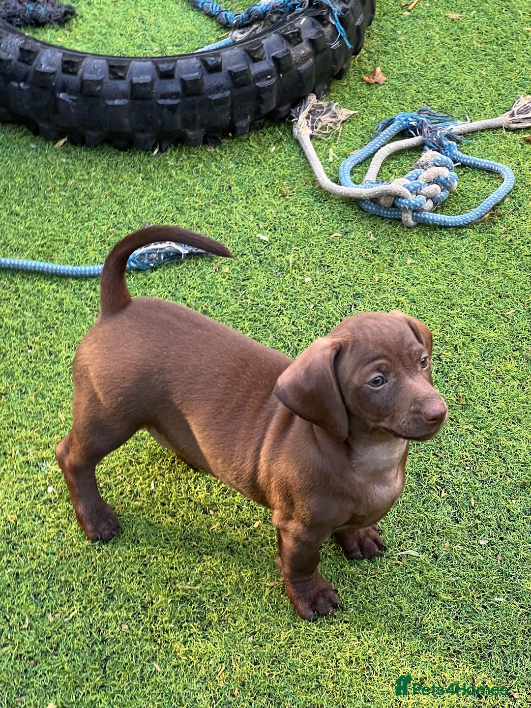 Dachshund dogs for sale: Min dachshund x teckel ( standered dachshund) - Image 21