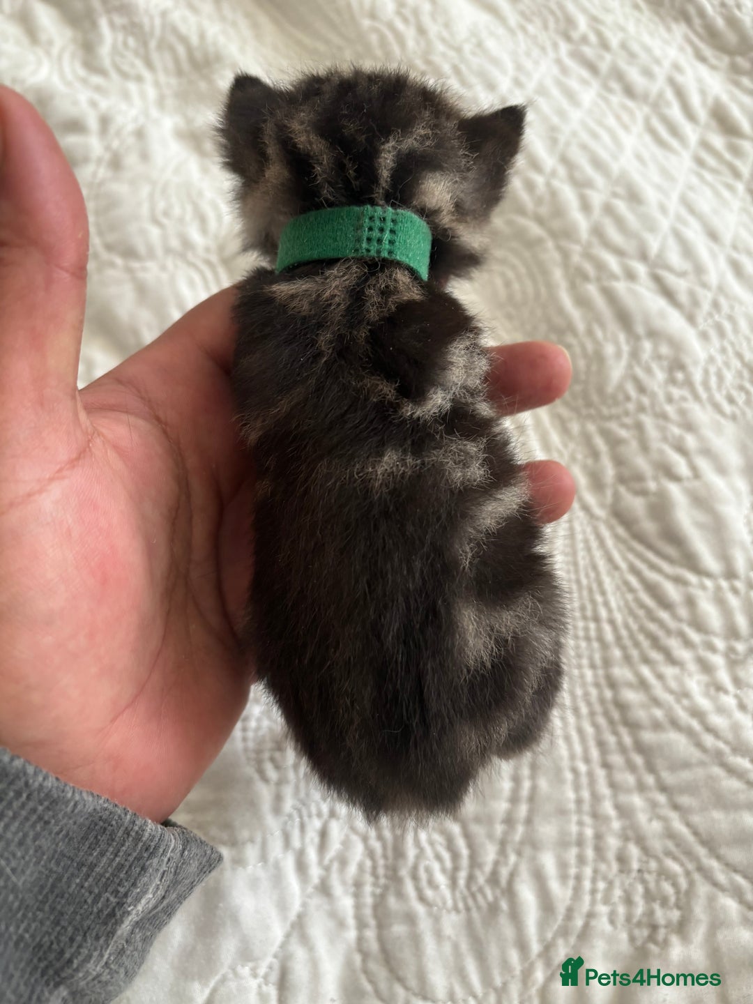Maine Coon cats for sale: Adorable Kittens  - Image 12