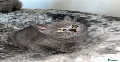 Scottish Fold cats - Advert 11