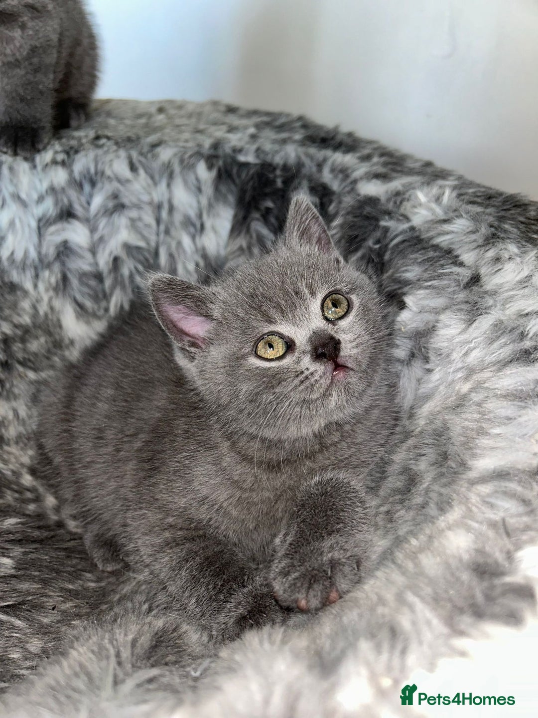 Scottish Fold cats for sale: Scottish Straight, Blue.  - Image 3