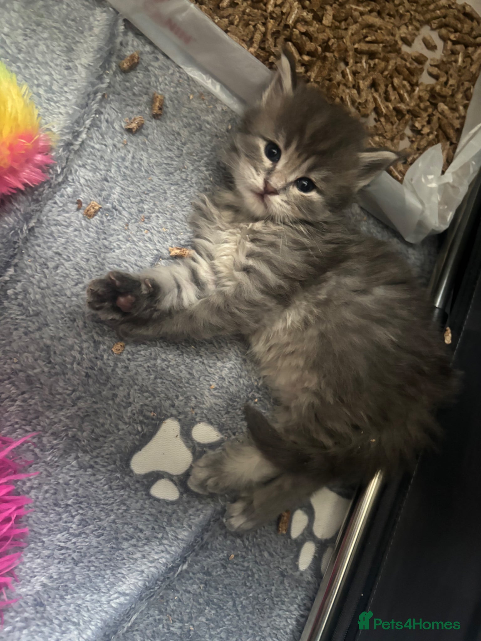Maine Coon cats for sale: Gorgeous Maine coon male - Advert 1