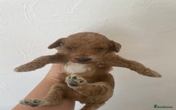 Cockapoo dogs for sale: ⭐️⭐️7 gorgeous toy cockapoo pups F1b ⭐️⭐️🧸 - Image 10