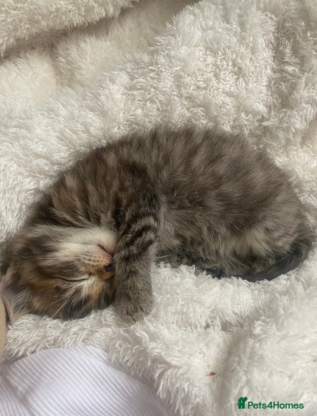 Mixed Breed cats for sale: Exotic cross kittens  - Image 1