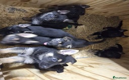 German Shepherd dogs for sale: German Shepard Puppies - Image 10
