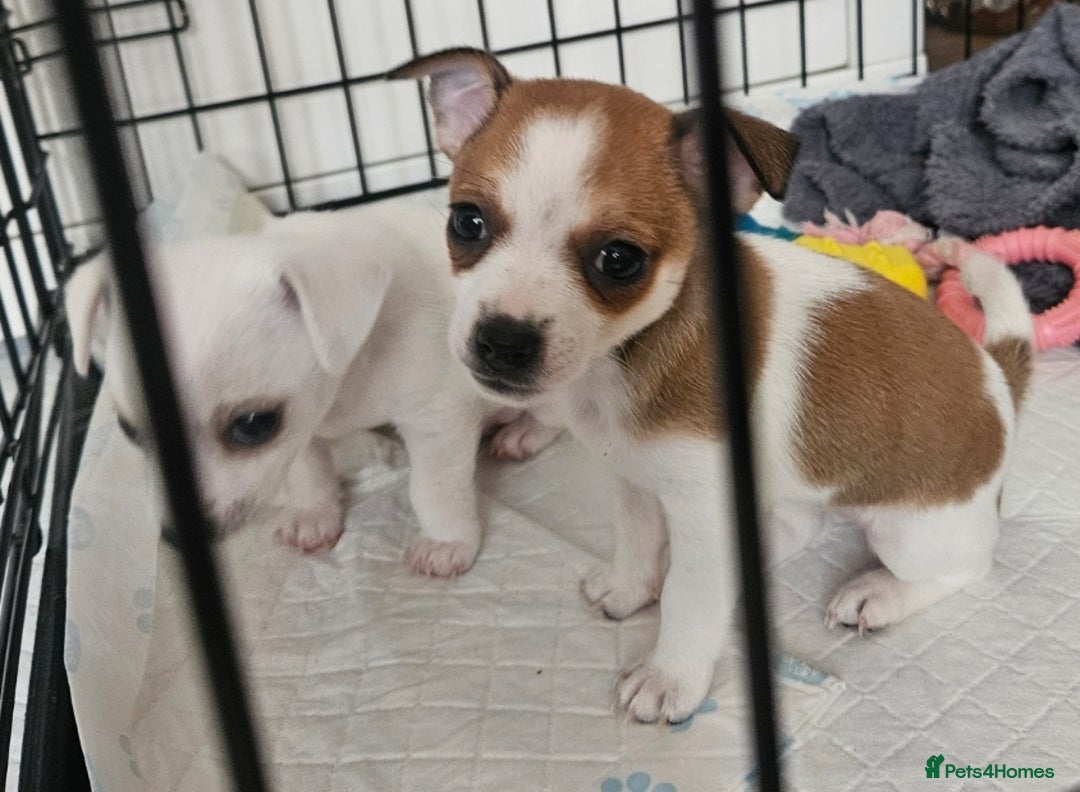 Mixed Breed dogs for sale: Chihuahua x jack  - Image 4