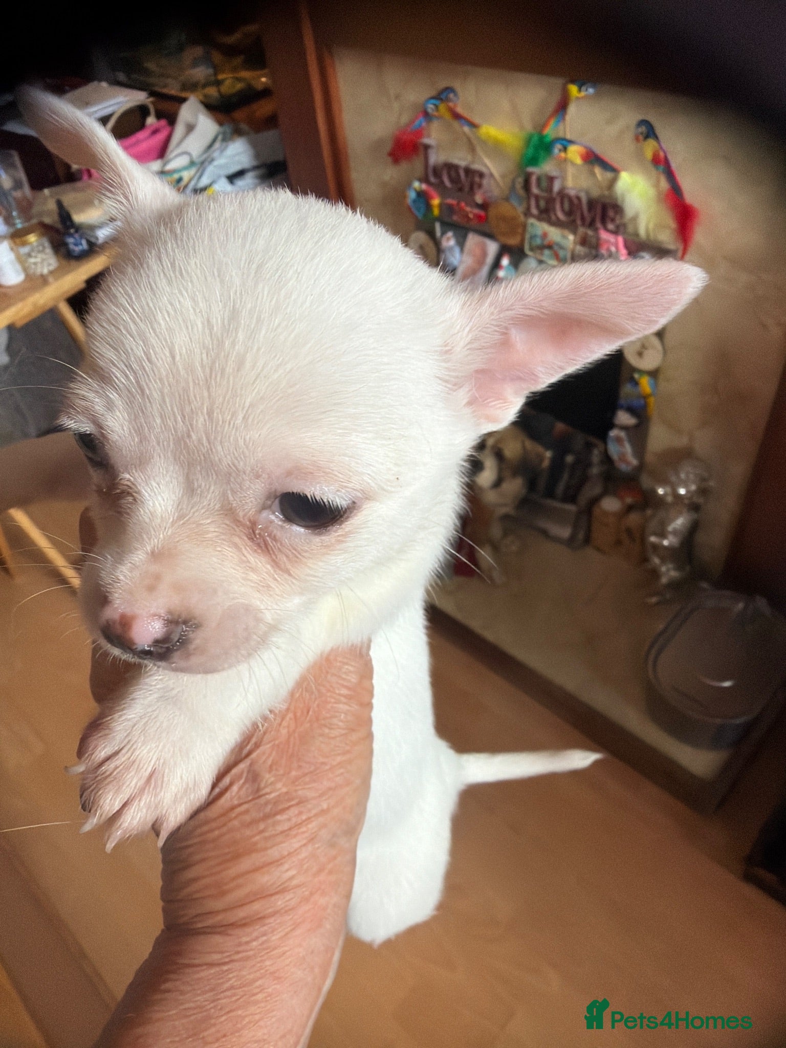 Chihuahua dogs Beautiful white chihuahua boys  - Advert 1