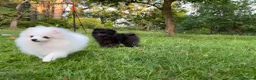 Pomeranian dogs for sale:  Teddy Bear Pomeranian Puppies - Advert 22