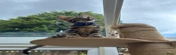 Bengal cats for sale: ❤️ Gorgeous Pure Bengal Babies! ❤️ - Advert 22
